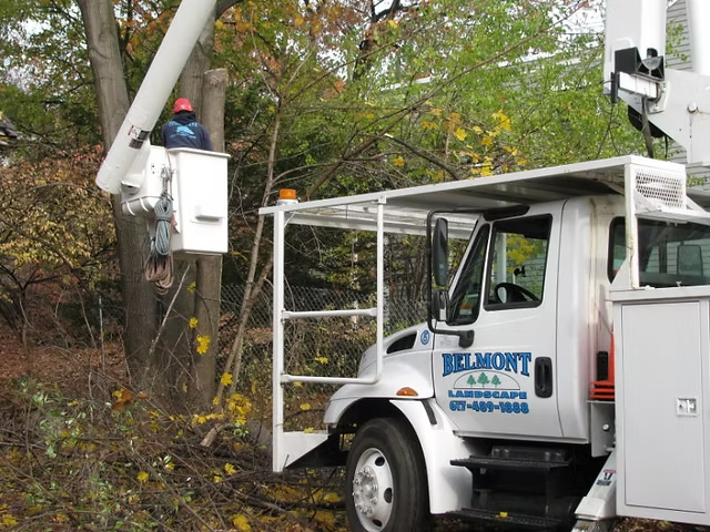 Belmont tree service bucket truck and crew at a residential tree job